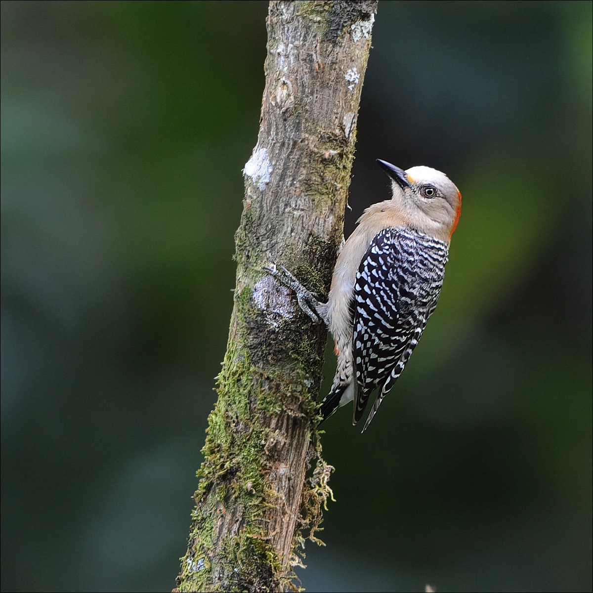 Red-crowned Woodpecker (Roodkruinspecht)