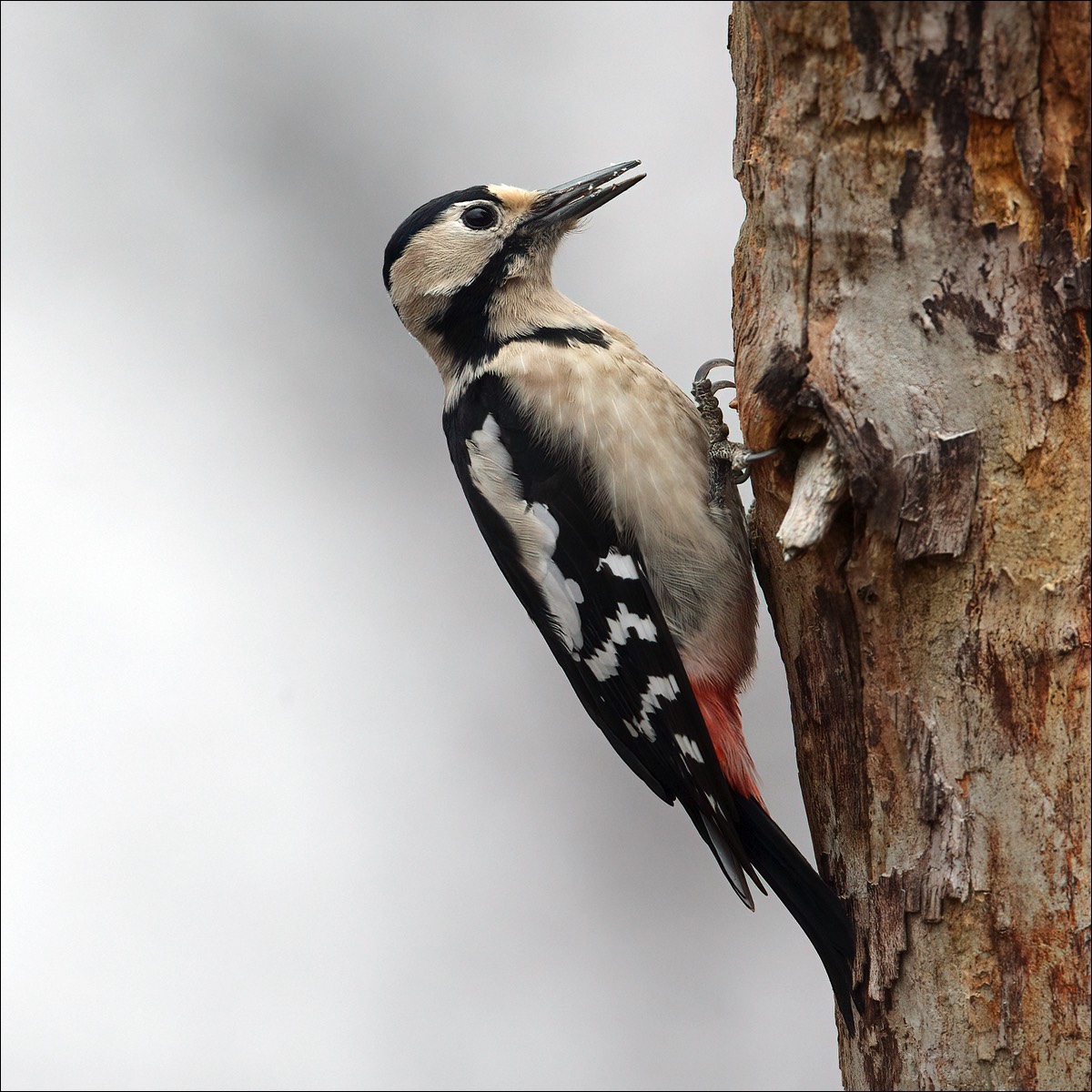 Syrian Woodpecker (Syrische Specht)