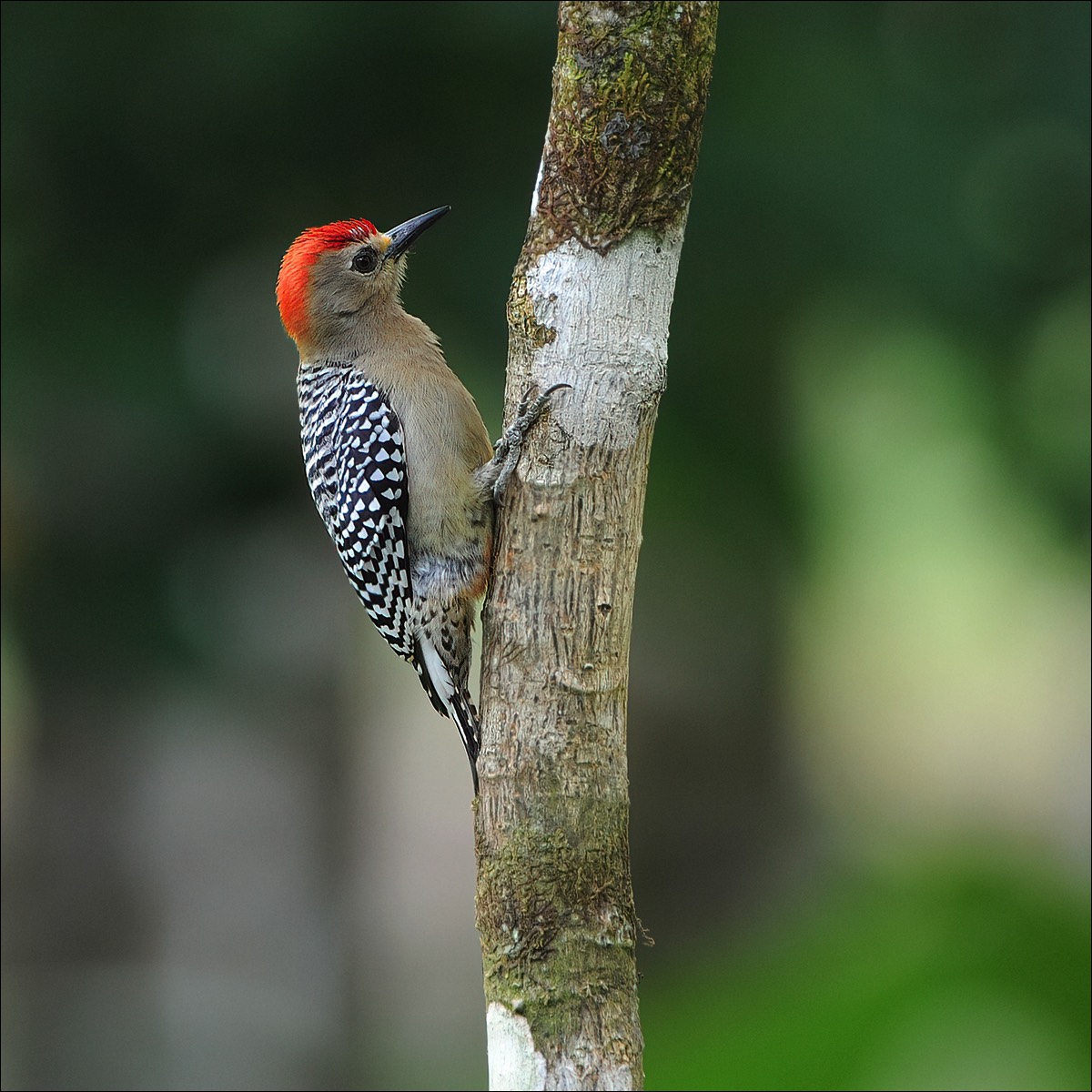 Red-crowned Woodpecker (Roodkruinspecht)