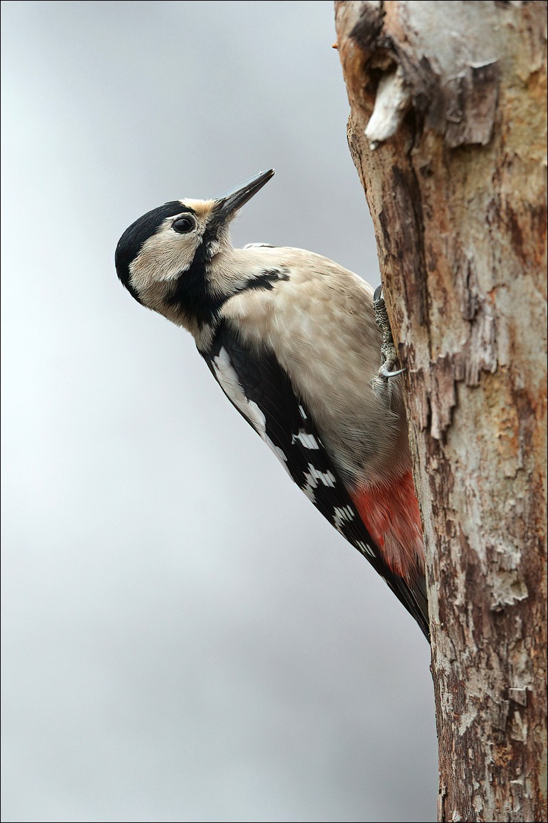 Syrian Woodpecker (Syrische Specht)