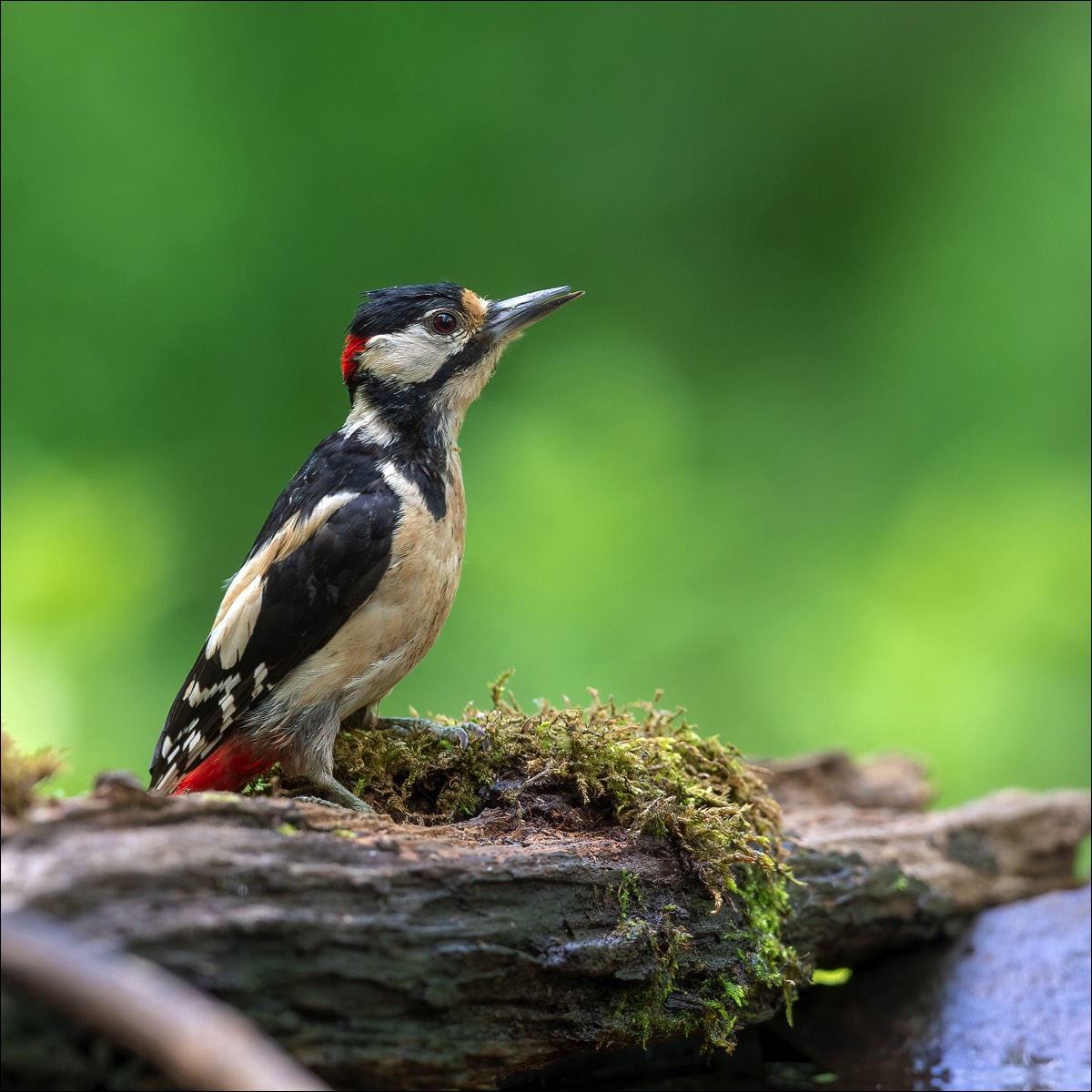 Great Spotted Woodpecker (Grote Bonte Specht)