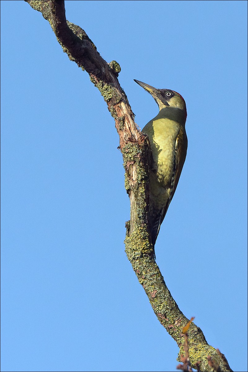 Green Woodpecker (Groene Specht)