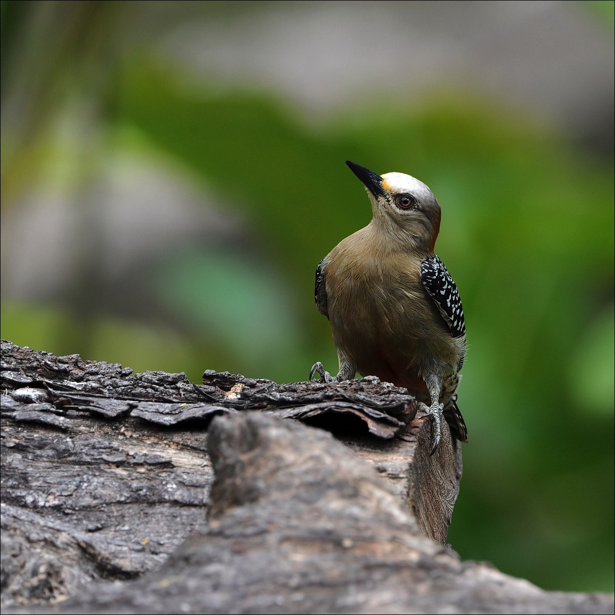 Red-crowned Woodpecker (Roodkruinspecht)