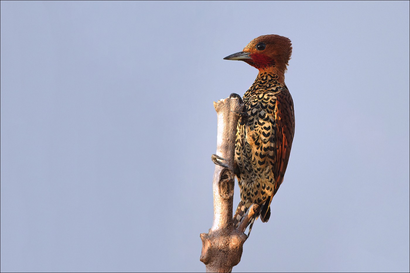Cinnamon Woodpecker (Roodkeelspecht)