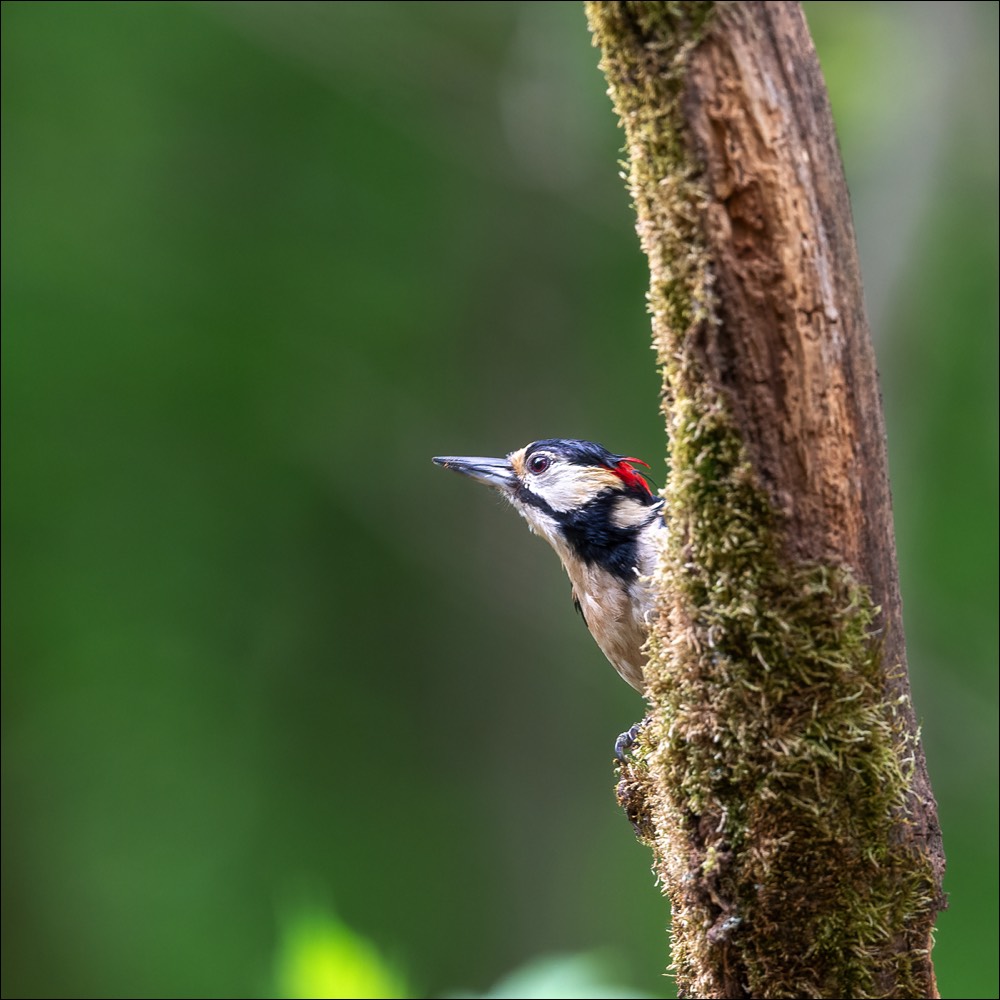 Great Spotted Woodpecker (Grote Bonte Specht)