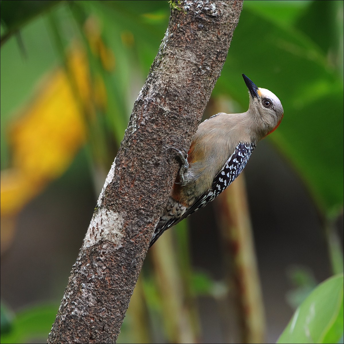 Red-crowned Woodpecker (Roodkruinspecht)