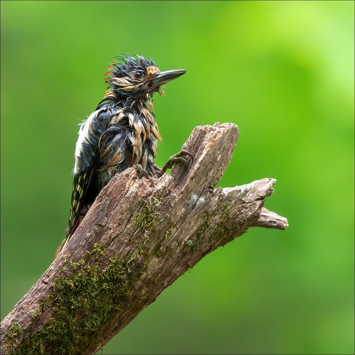 Great Spotted Woodpecker (Grote Bonte Specht)