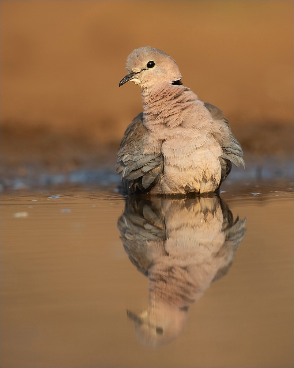 Cape Turtle Dove (Kaapse Tortel)