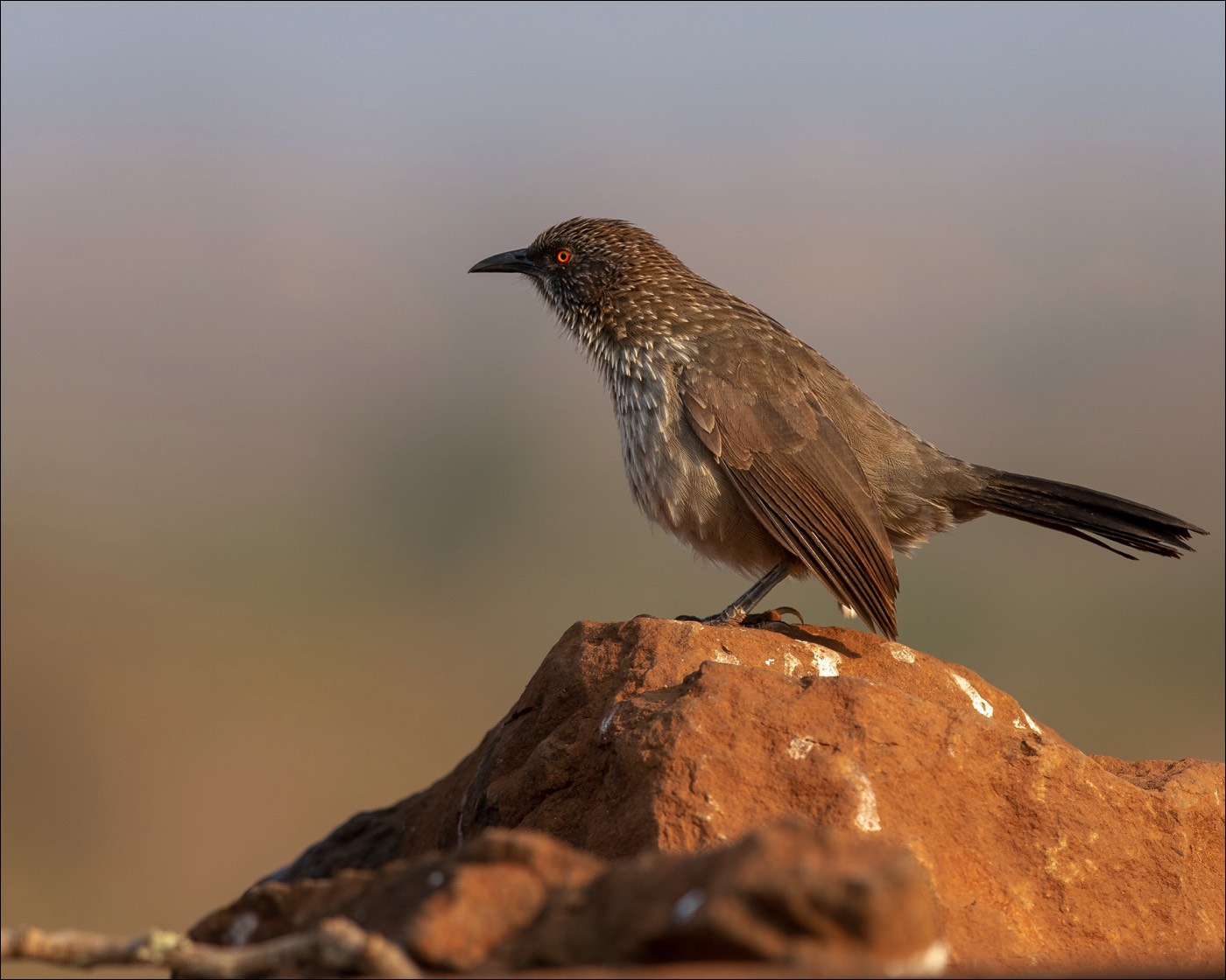 Arrowmarked Babbler (Pijlpuntbabbelaar)