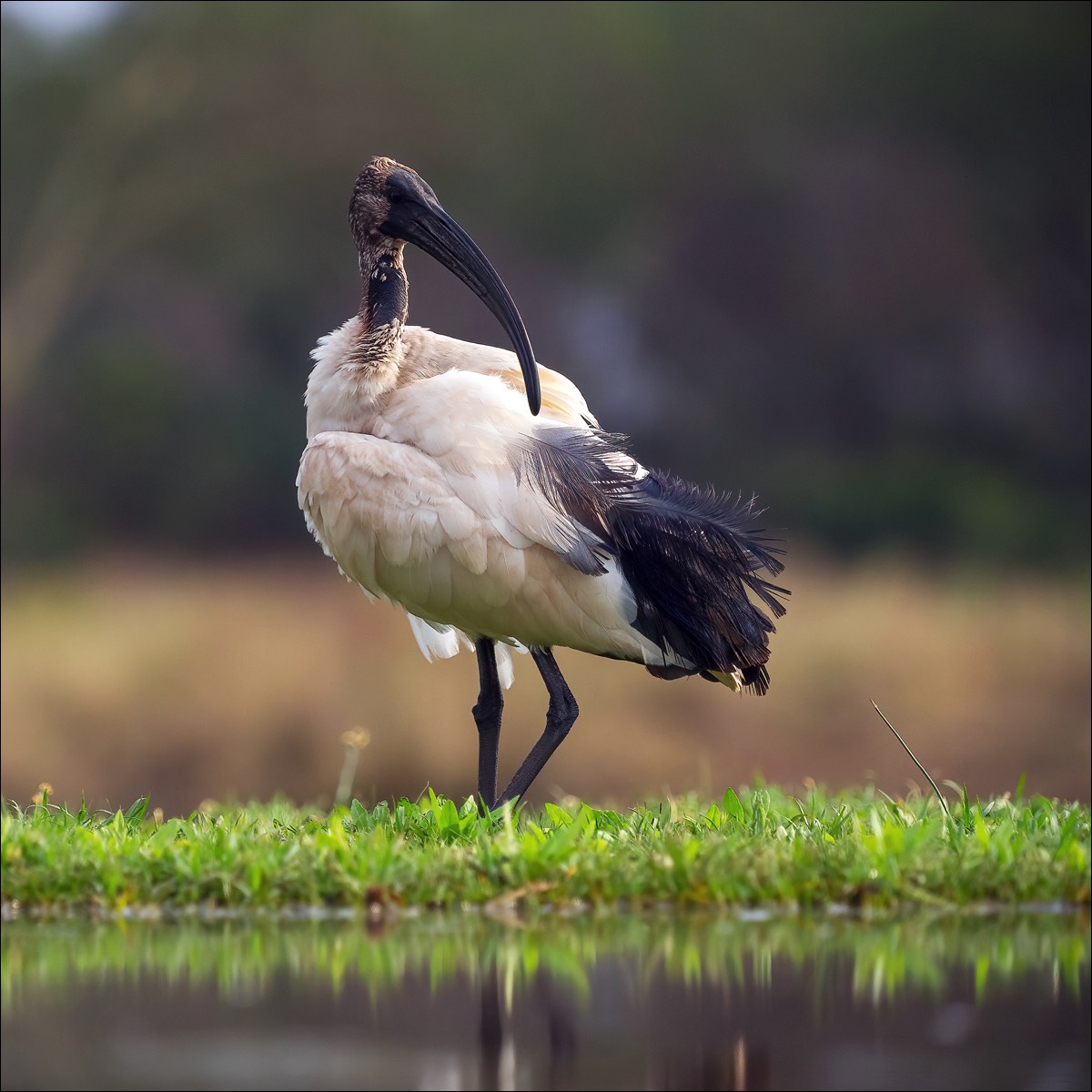 Sacred Ibis (Heilige Ibis)