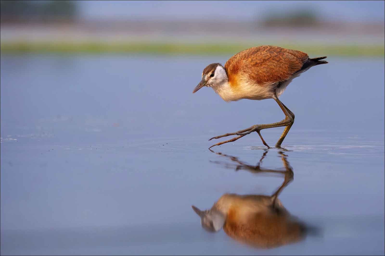 African Jacana (Lelieloper)