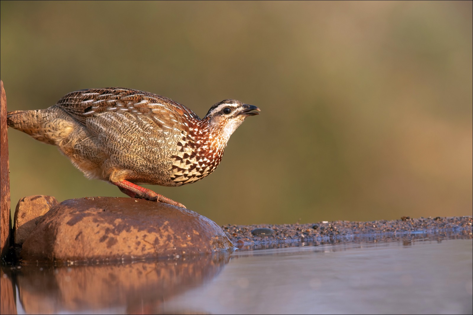 Crested Francolin (Kioffrancolijn)