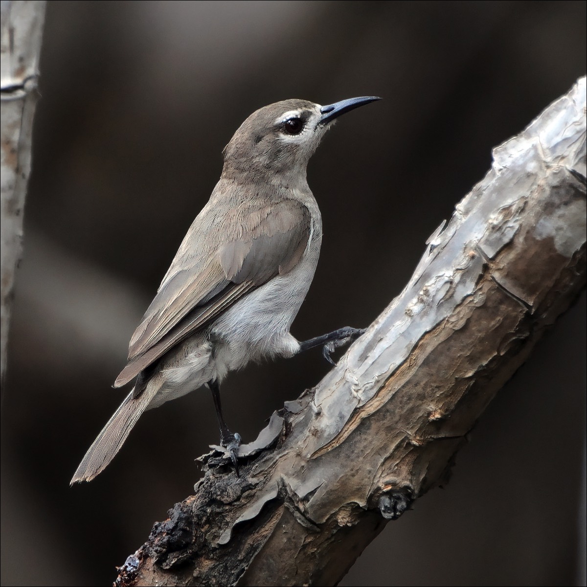 Louse-brown Sunbird (Bruine Honingzuiger)