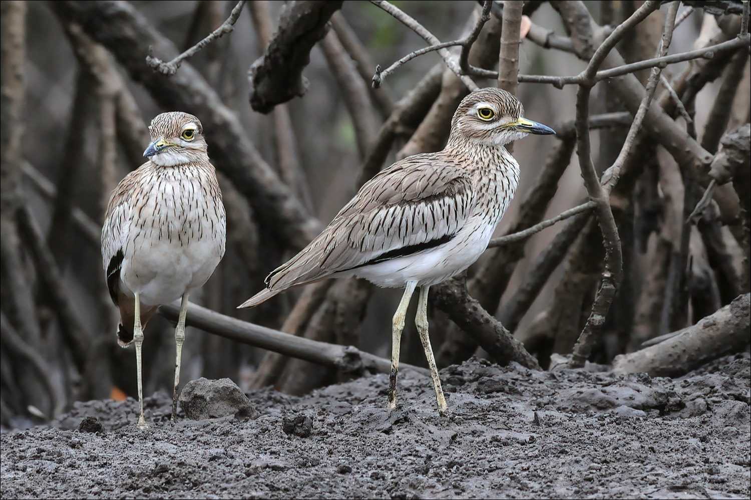 Senegal Thick-knee (Senegalese Griel)