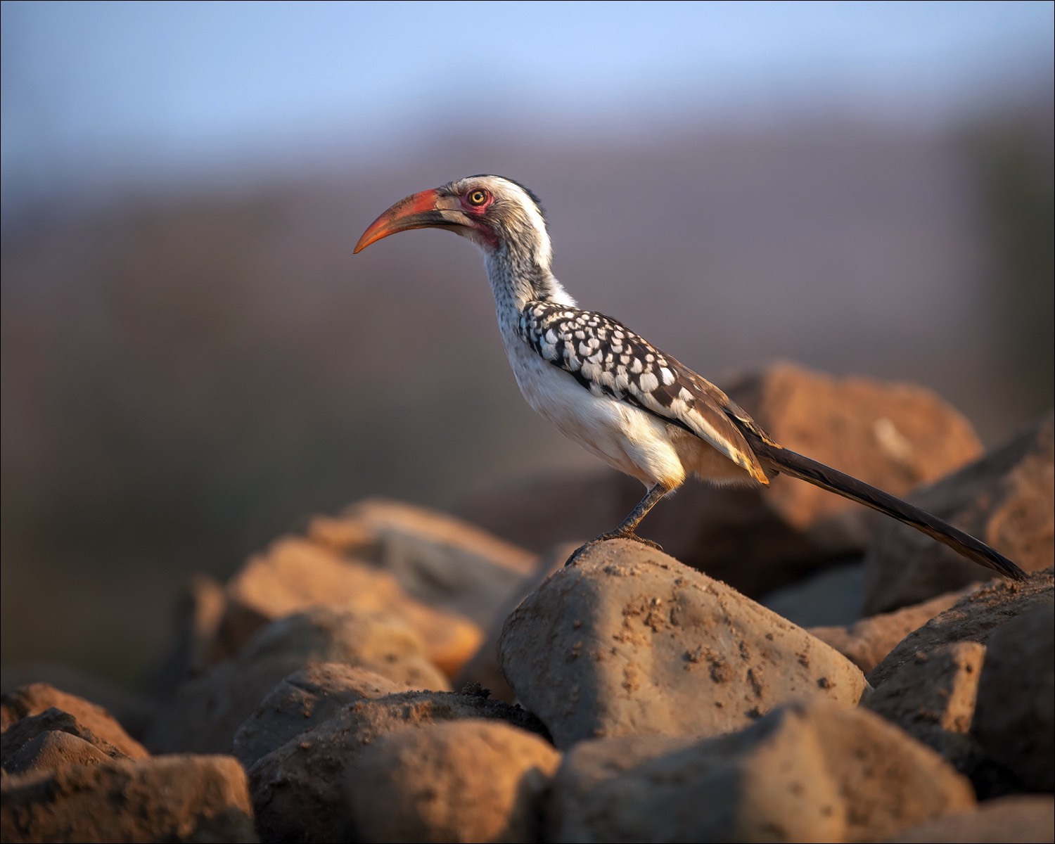 Red-billed Hornbill (Roodnaveltok)