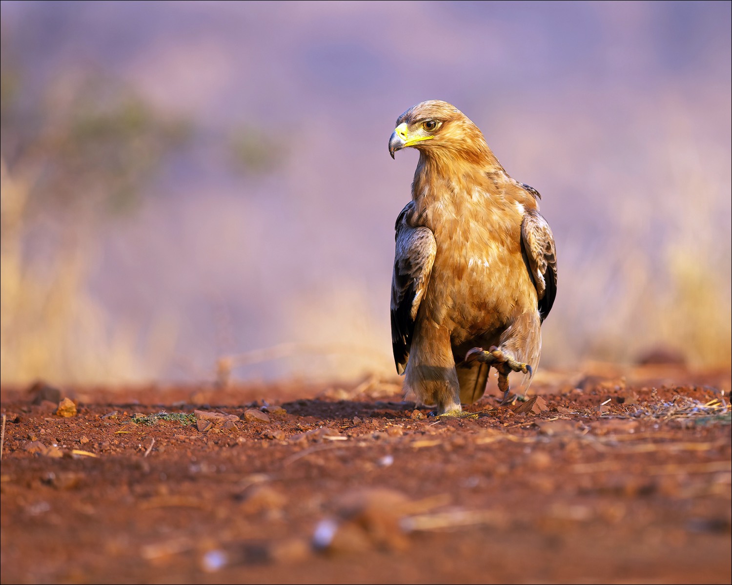 Tawny Eagle (Savanne arend)