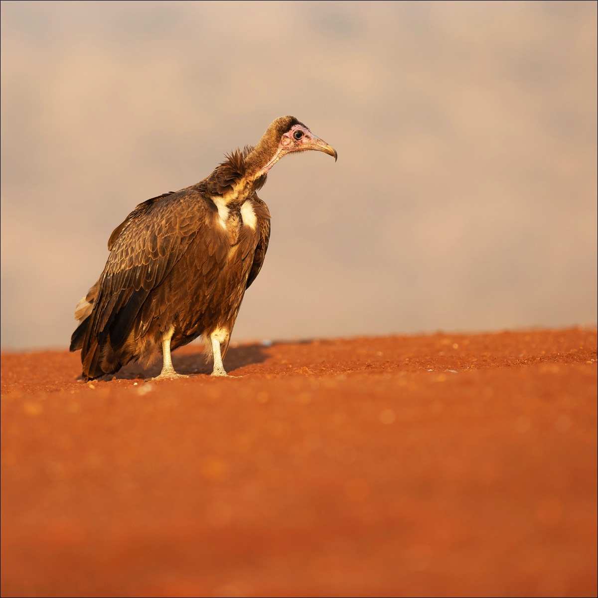 Hooded Vulture (Kapgier)