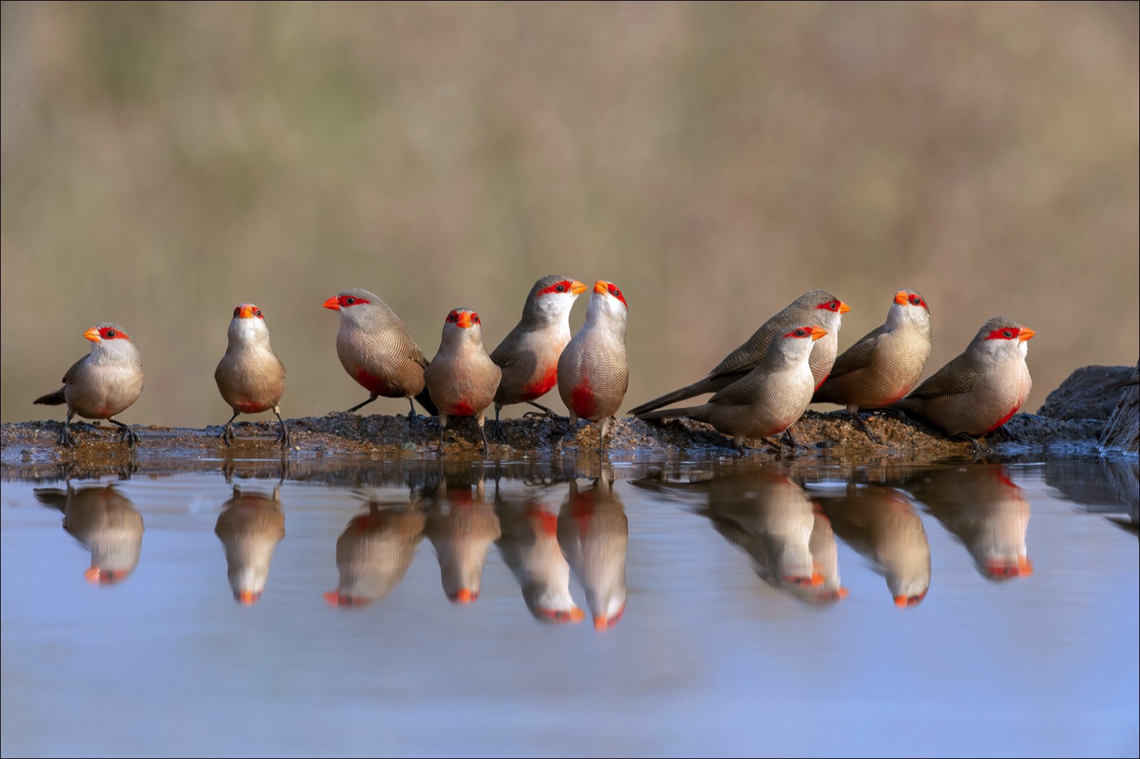 Common Waxbill (Sint-Helenafazantje)