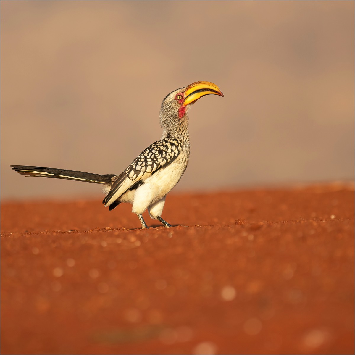 Southern Yellow-billed Hornbill (Zuidelijke Geelsnaveltok)