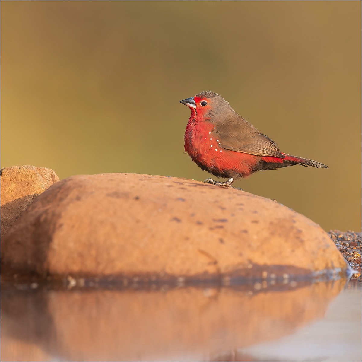 Jamesons Firefinch (Roze Amarant)