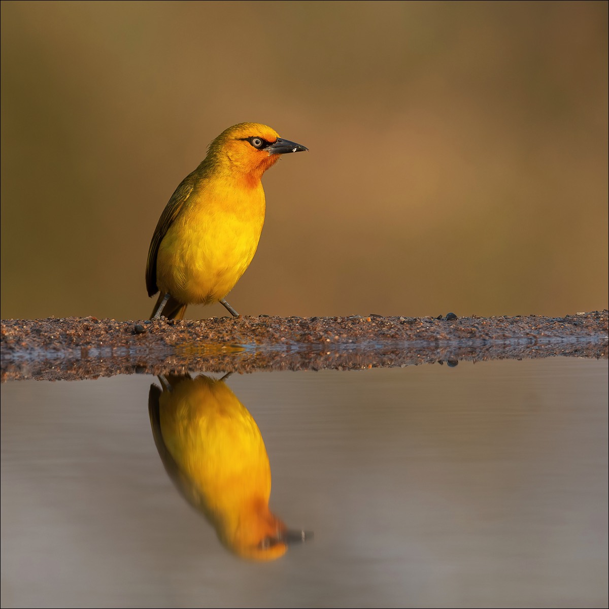 Cape Weaver (Kaapse Wever)