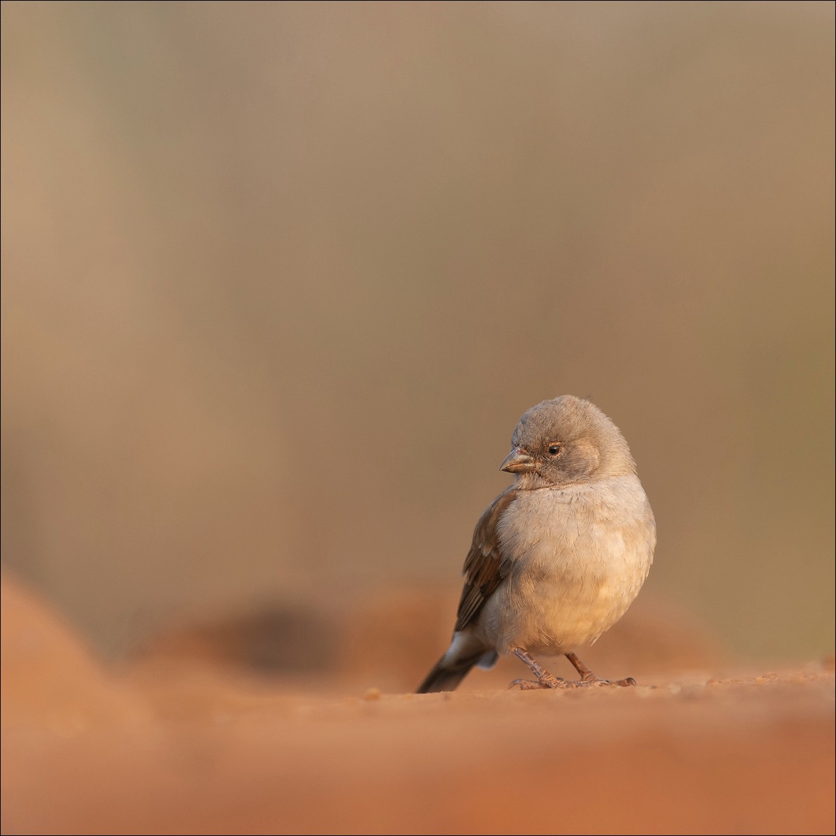 Southern Grey-headed Sparrow (Mozambiquemus)