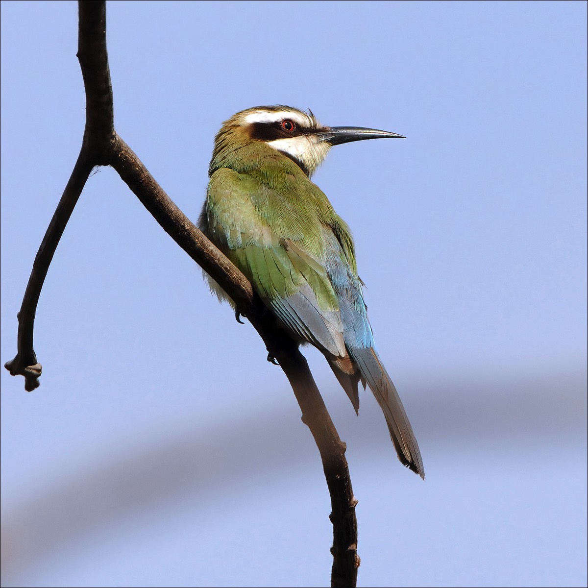 White-throated Bee-eater (Witkeelbijeneter)