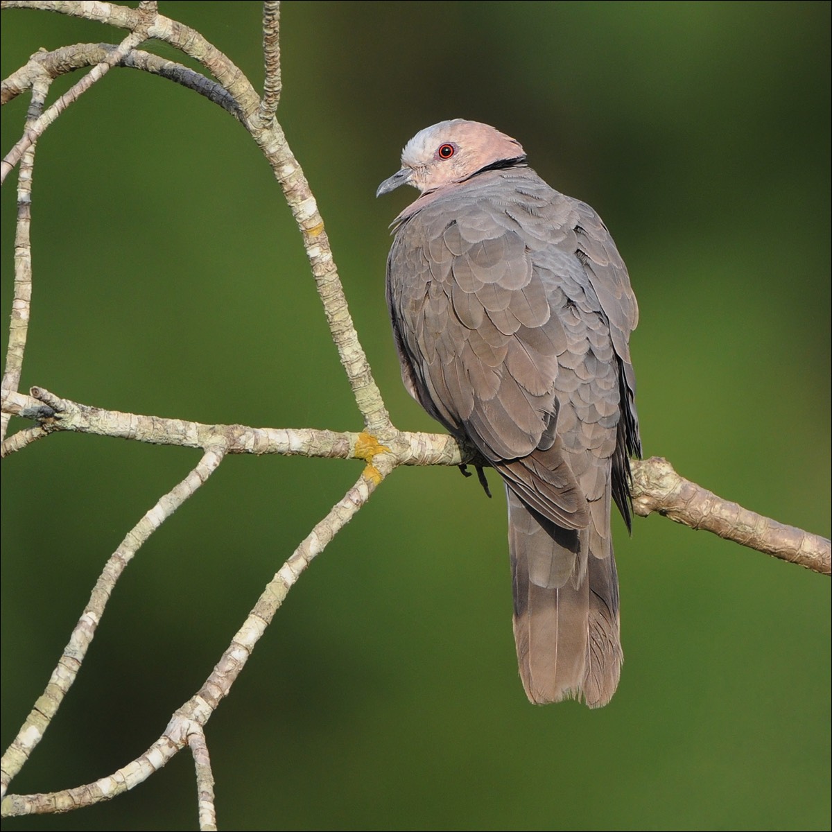 Red-eyed Turtle Dove (Roodoogtortel)