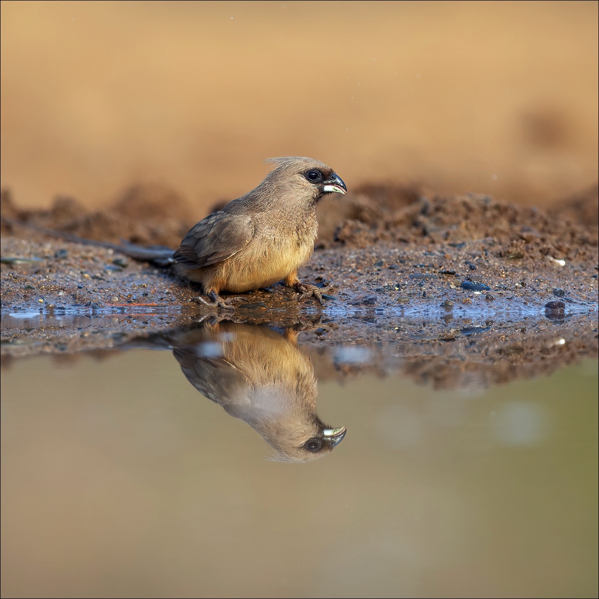 Speckled Mousebird (Bruine Muisvogel)