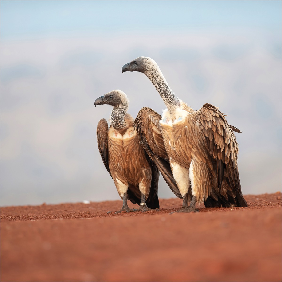 White-backed Vulture)