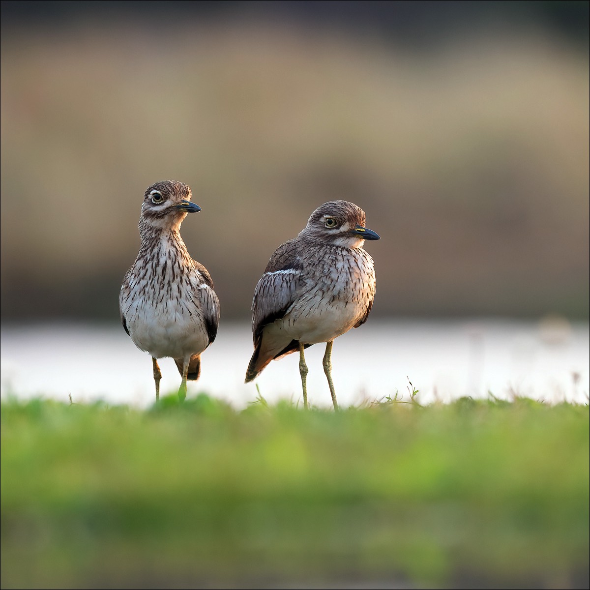 Water Thick-knee (Watergriel)
