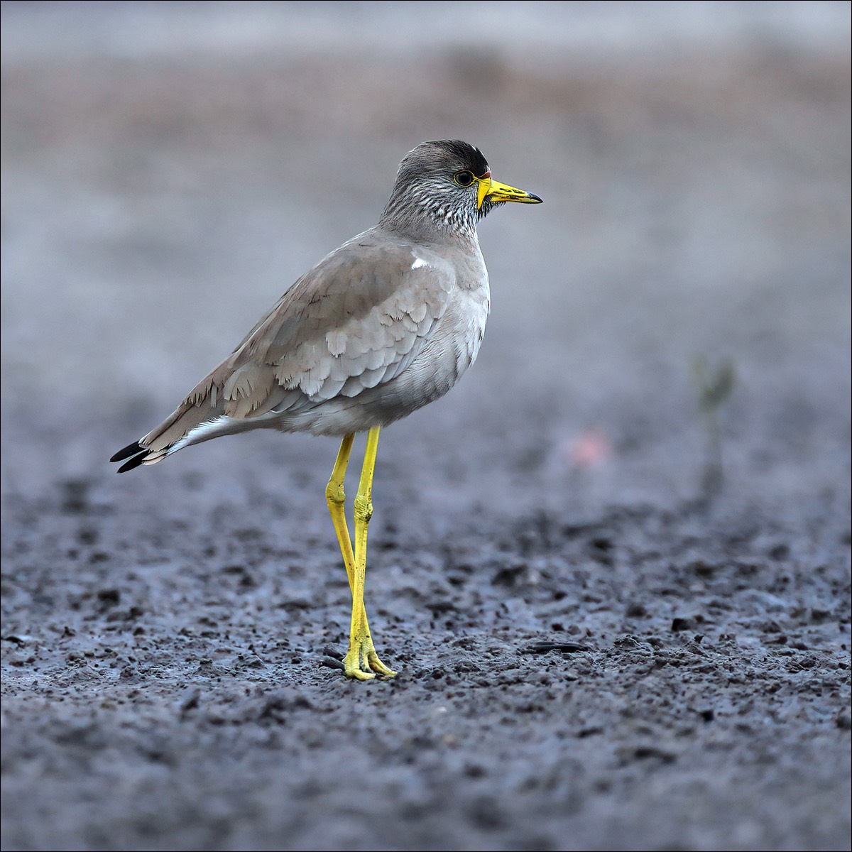 African Wattled Lapwing (Lelkievit)