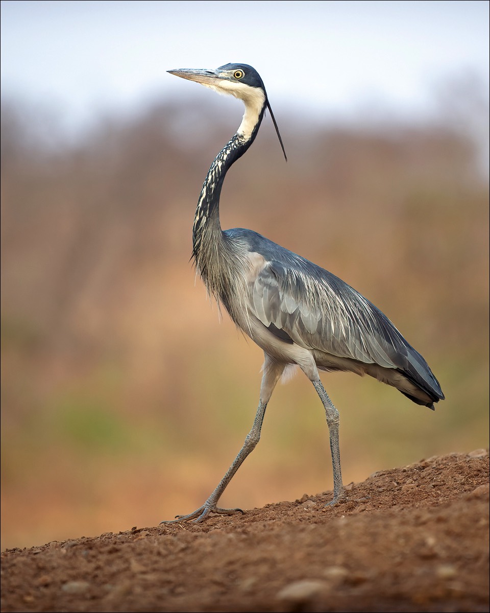 Black-headed Heron (Zwartkopreiger)