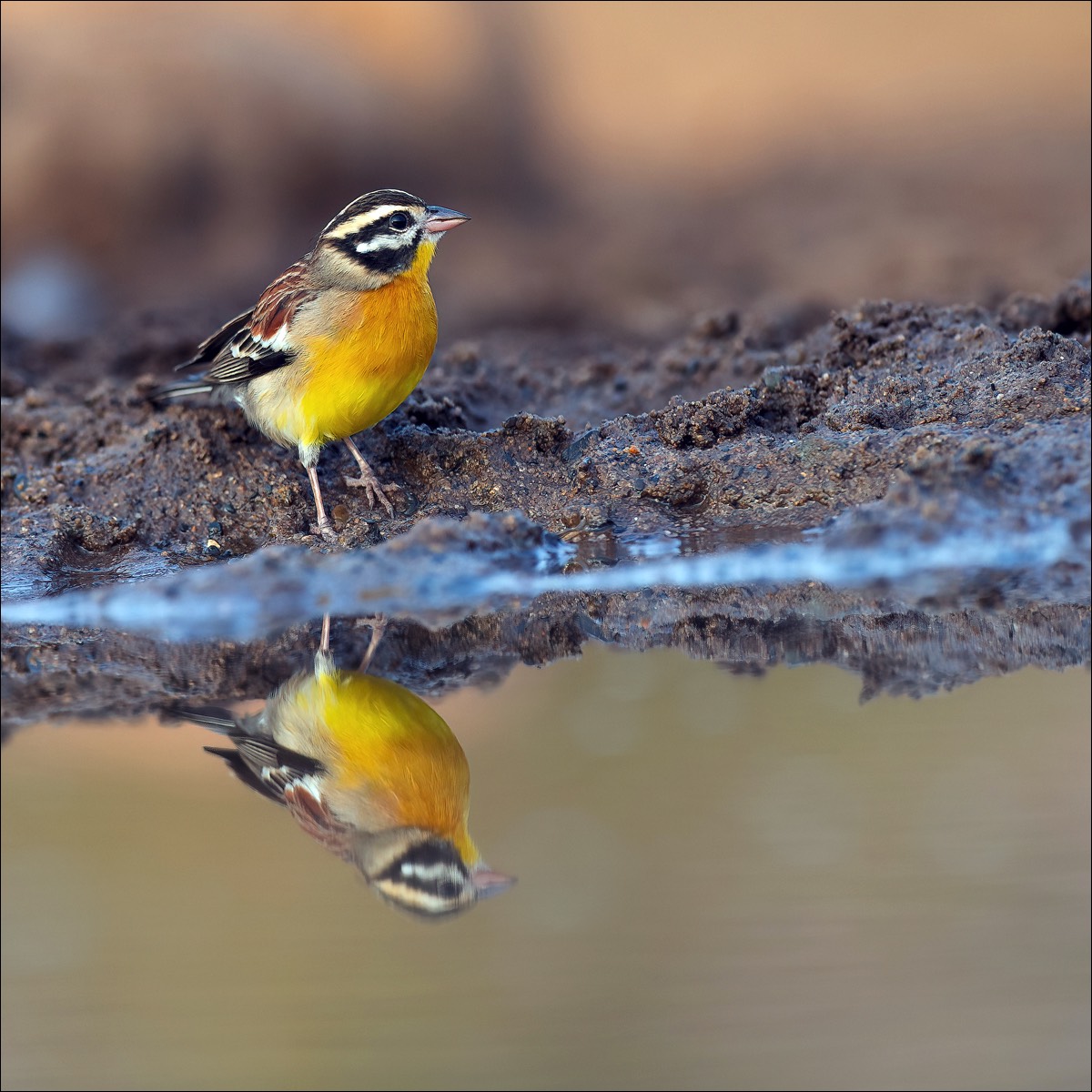 Golden-breasted Bunting (Acaciagors)