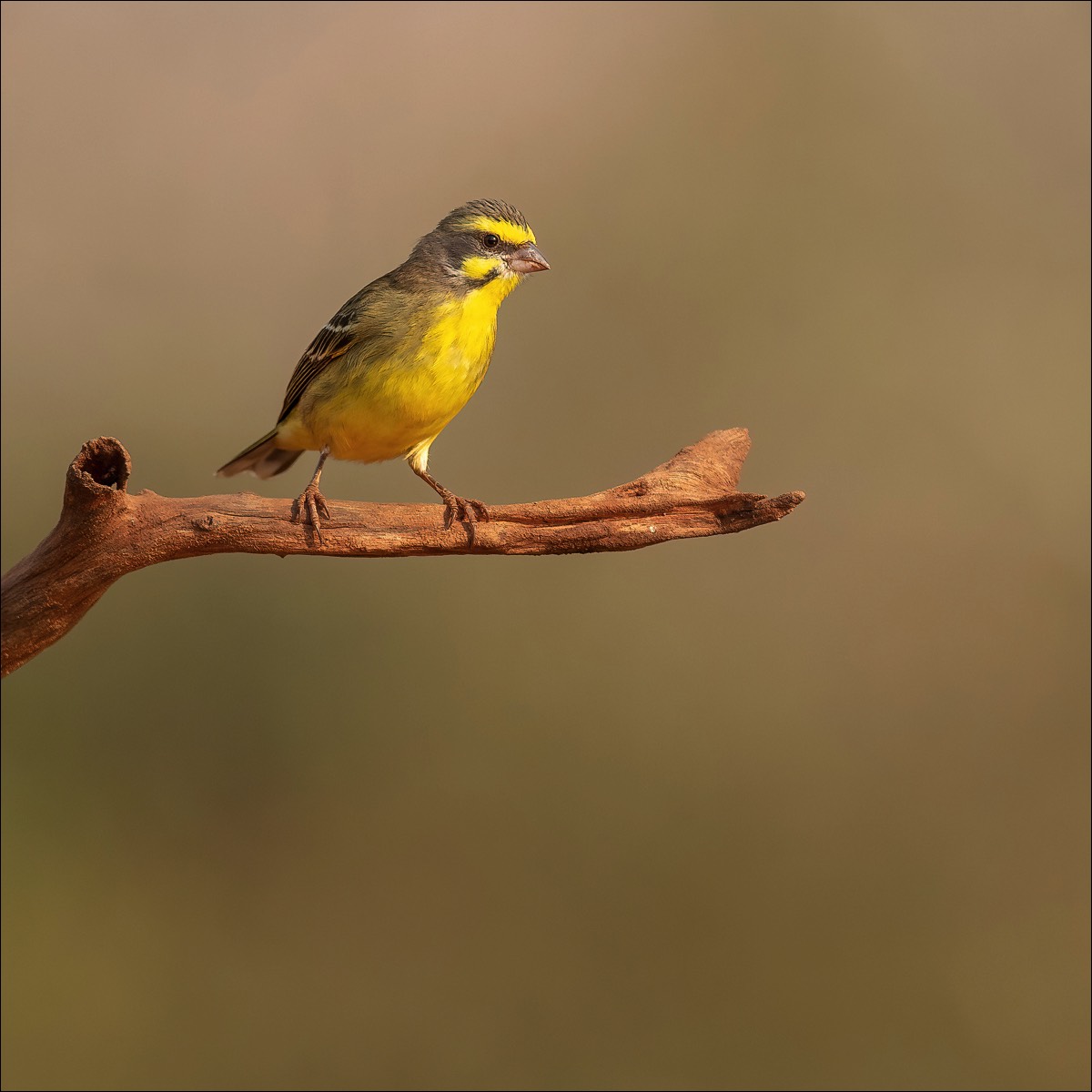 Yellow-fronted Canary (Mozambiquesijs)
