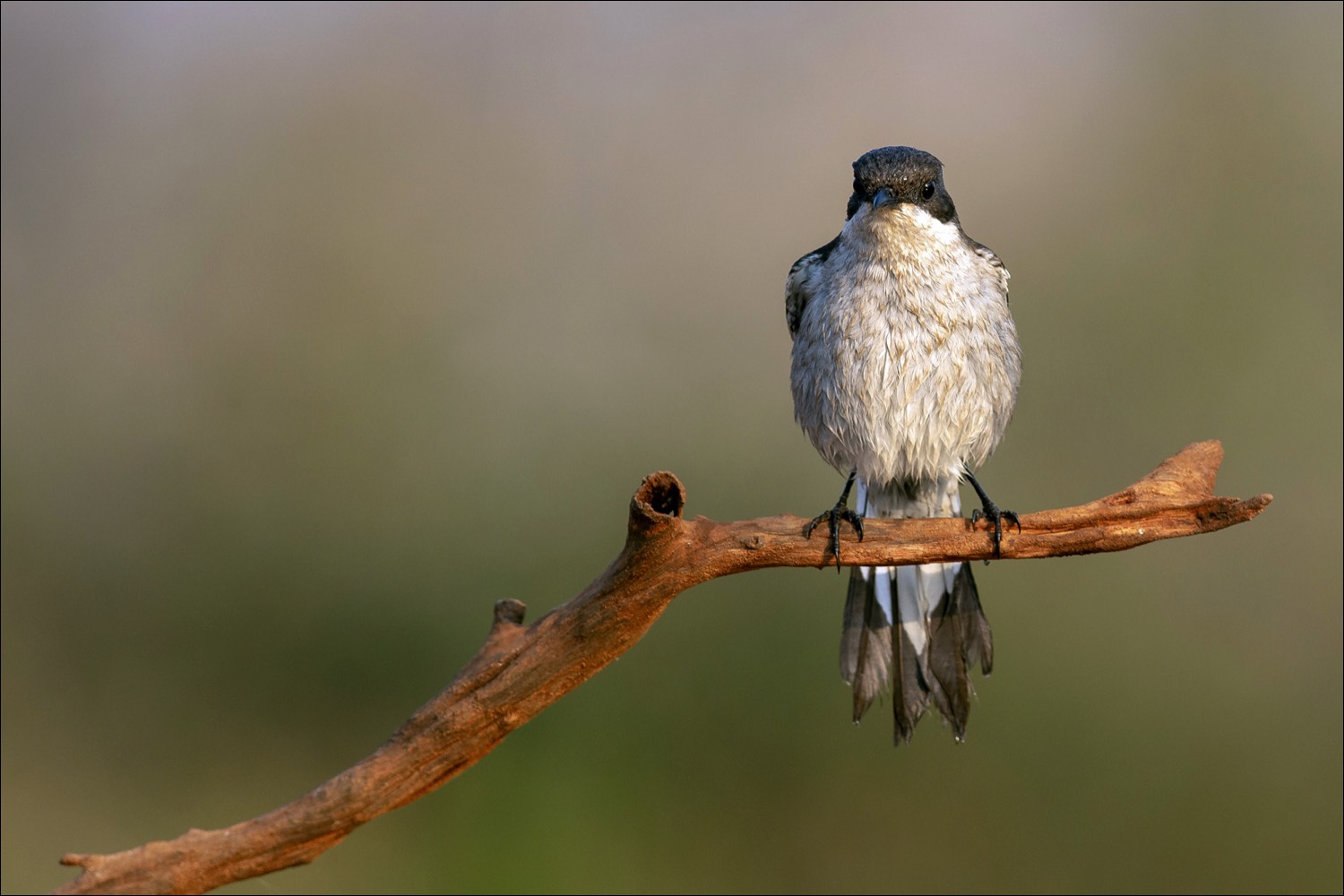 Fiscal Flycatcher (Klauwier Vliegenvanger)