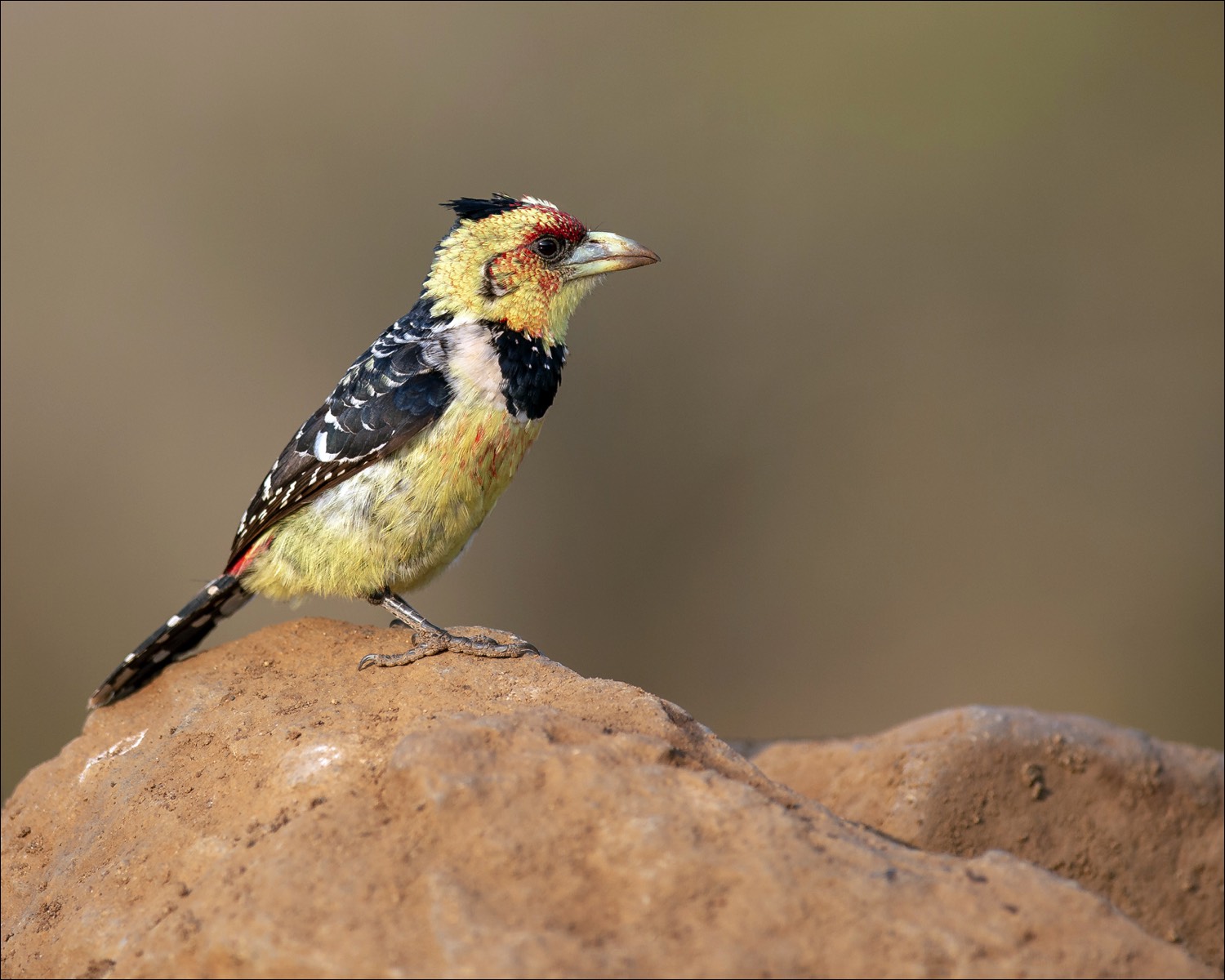 Crested Barbet (Kuifbaardvogel)