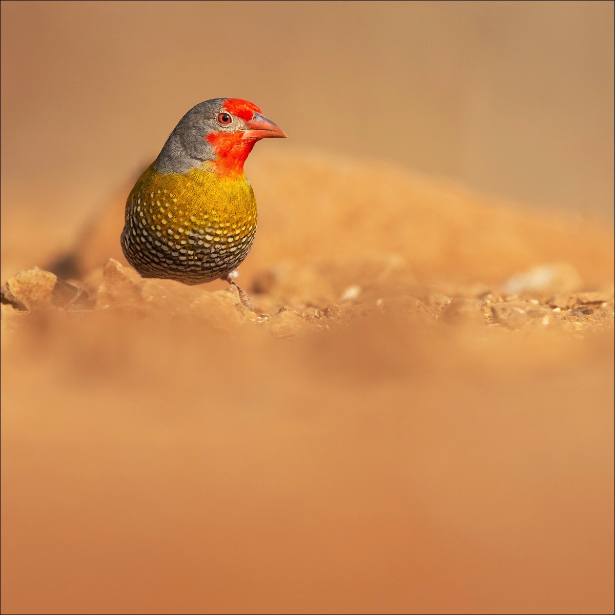 Green-winged Pytilia (Melba-Astrild)