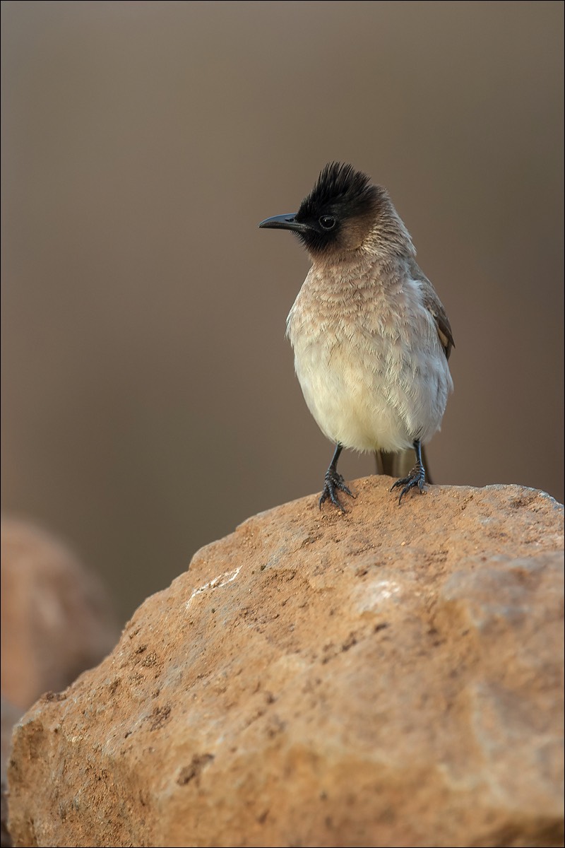 Dark-capped Bulbul (Driekleurige Buulbuul)