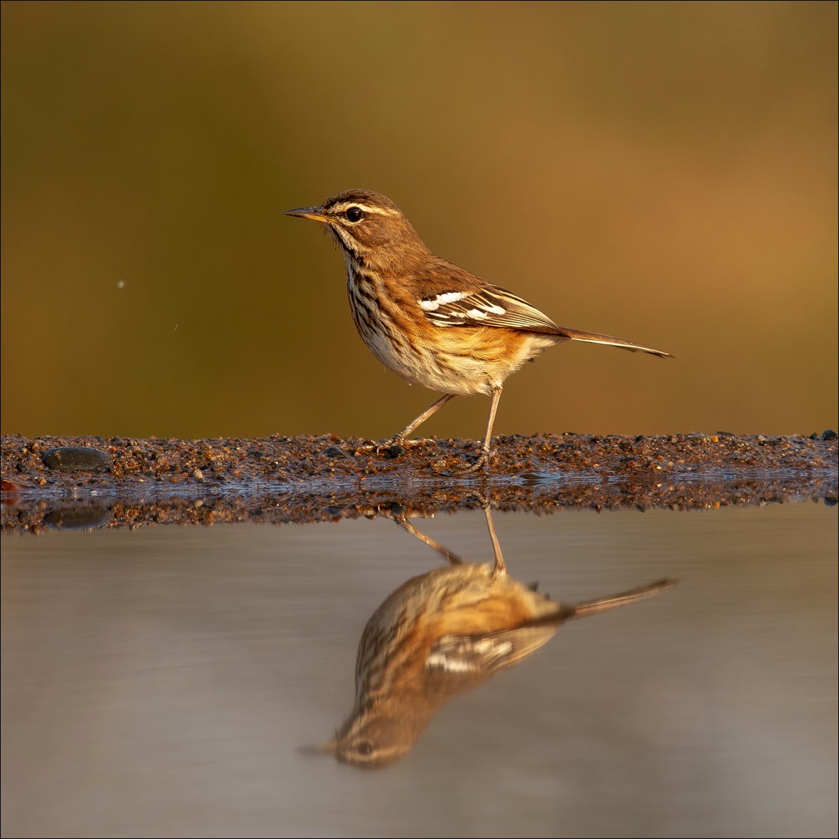 White Browed Scrub-Robin (Witbrauwwaaierstaart)