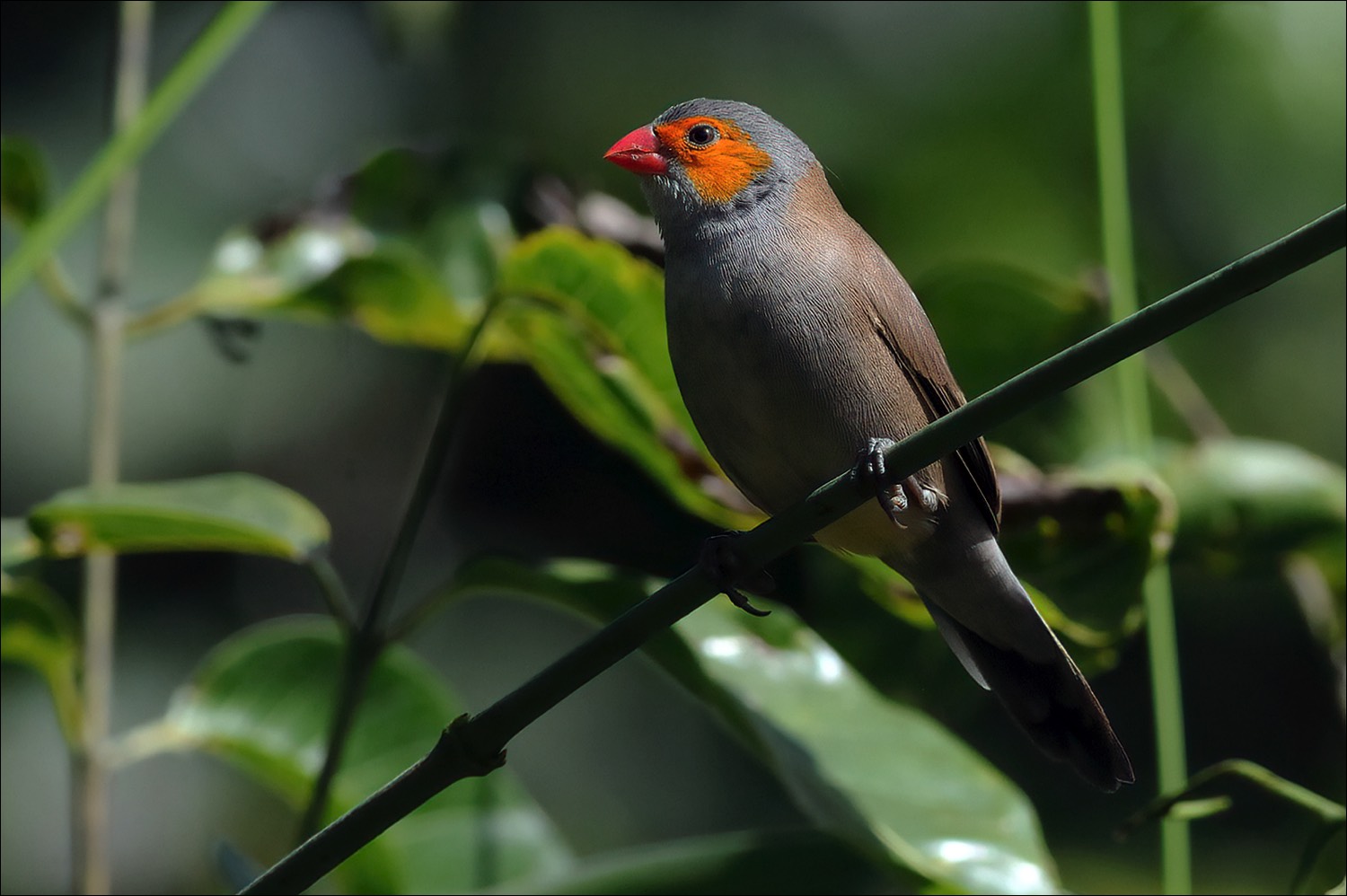 Orange-cheeked Waxbill (Oranjekaakje)