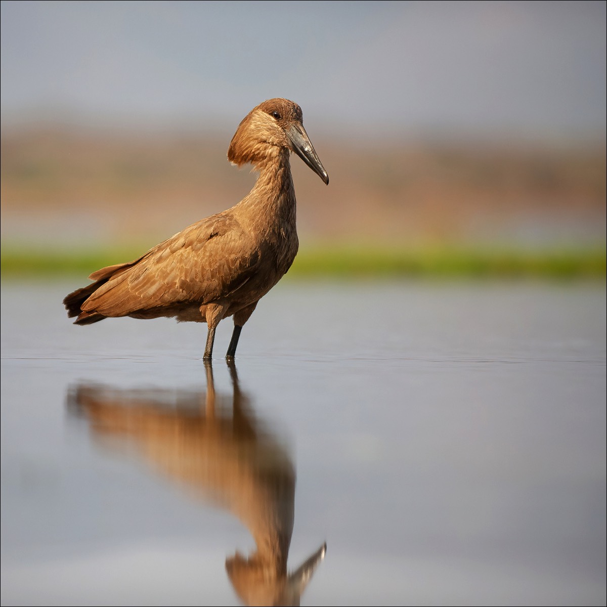 Hamerkop (Hamerkop)