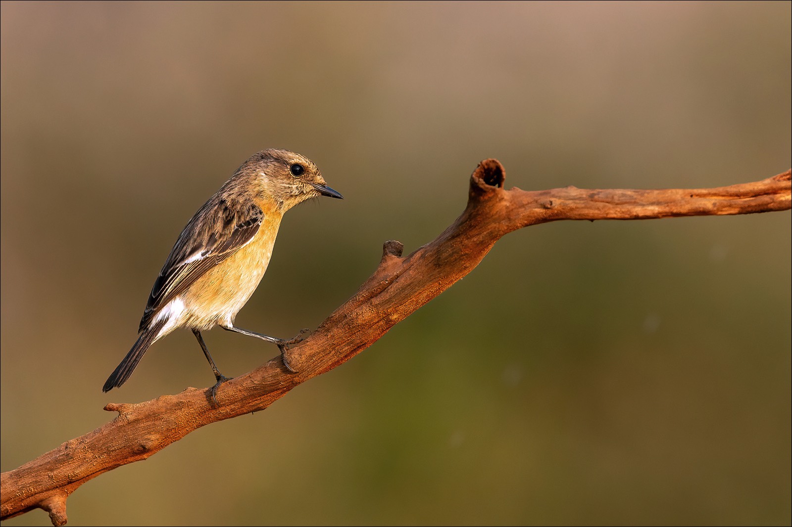 African Stonechat (Afrikaanse Roodborsttapuit)