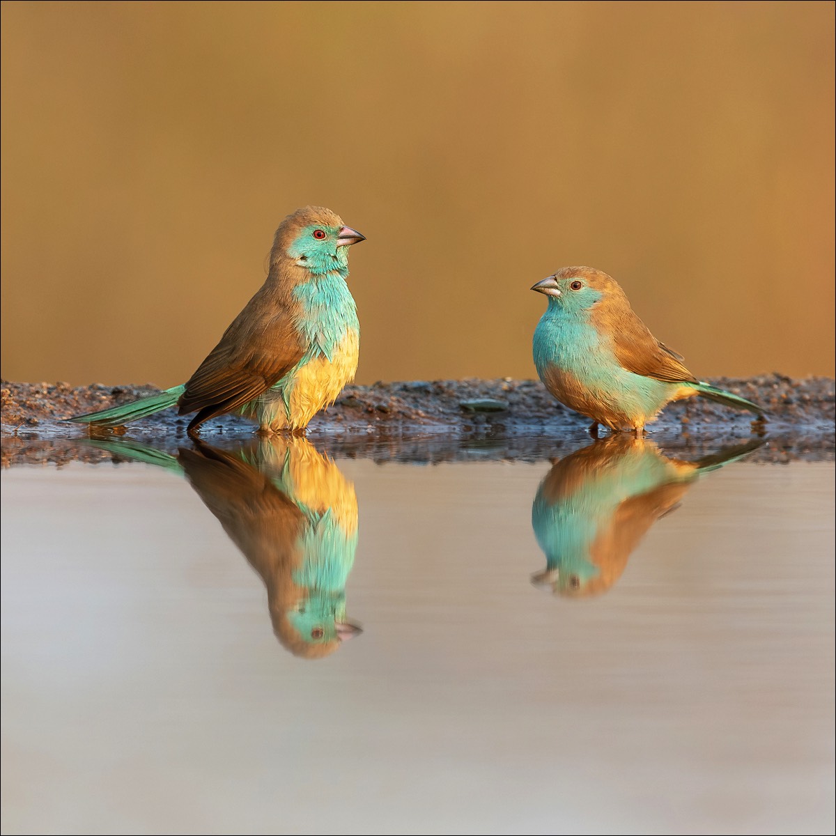 Blue waxbill (Angolees Blauwfazantje)