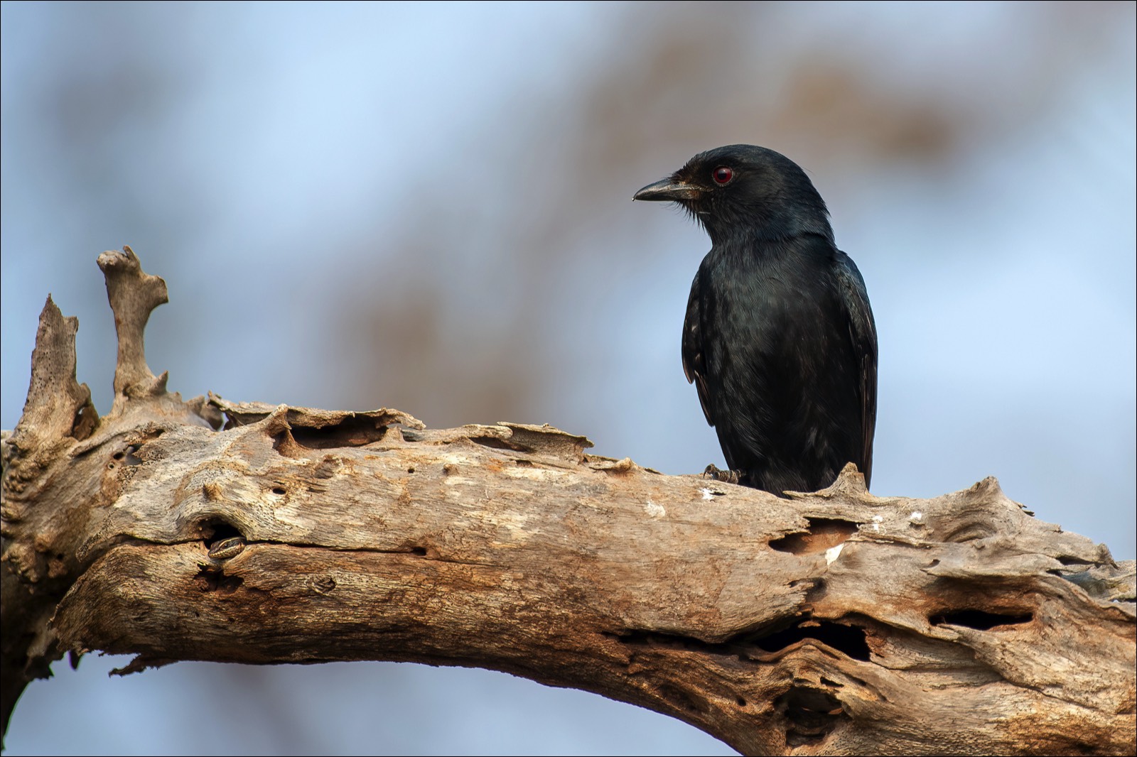 Fork-tailed Drongo (Treurdrongo)
