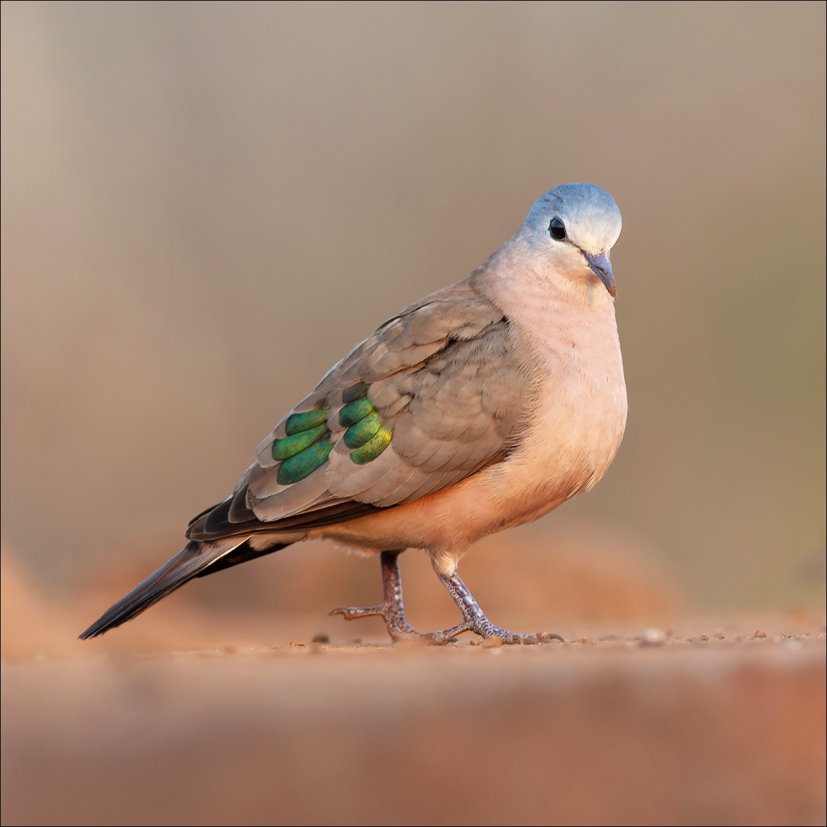 Emerald-spotted Wood Dove (Smaragdvlekduif)