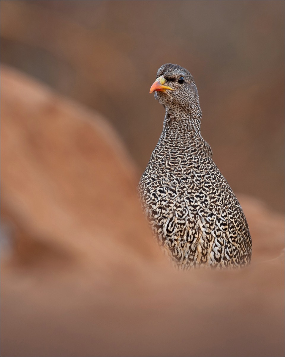 Natal Spurfowl (Natalfrancolijn)