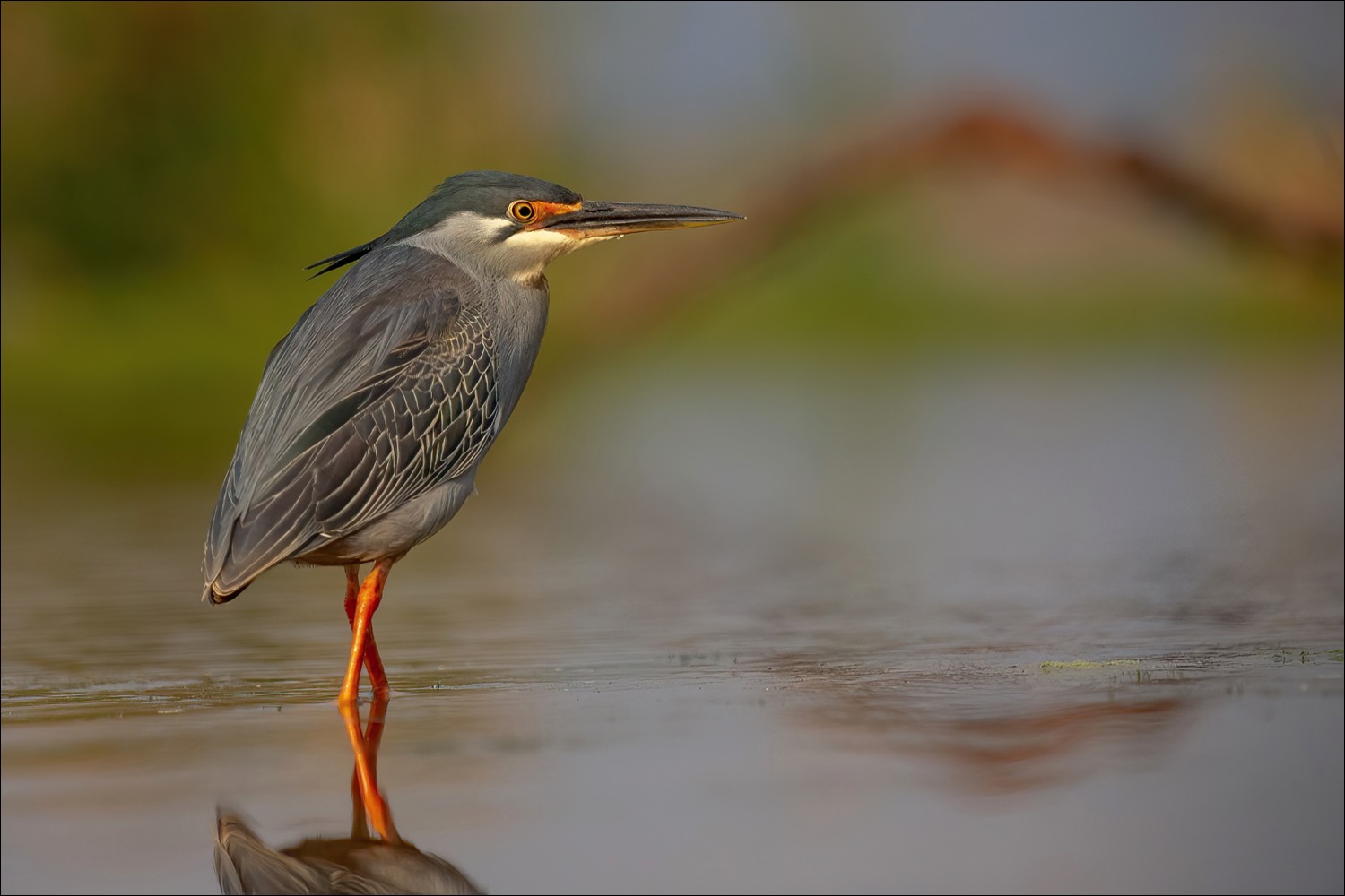 Green-backed Heron (Groenrugreiger)