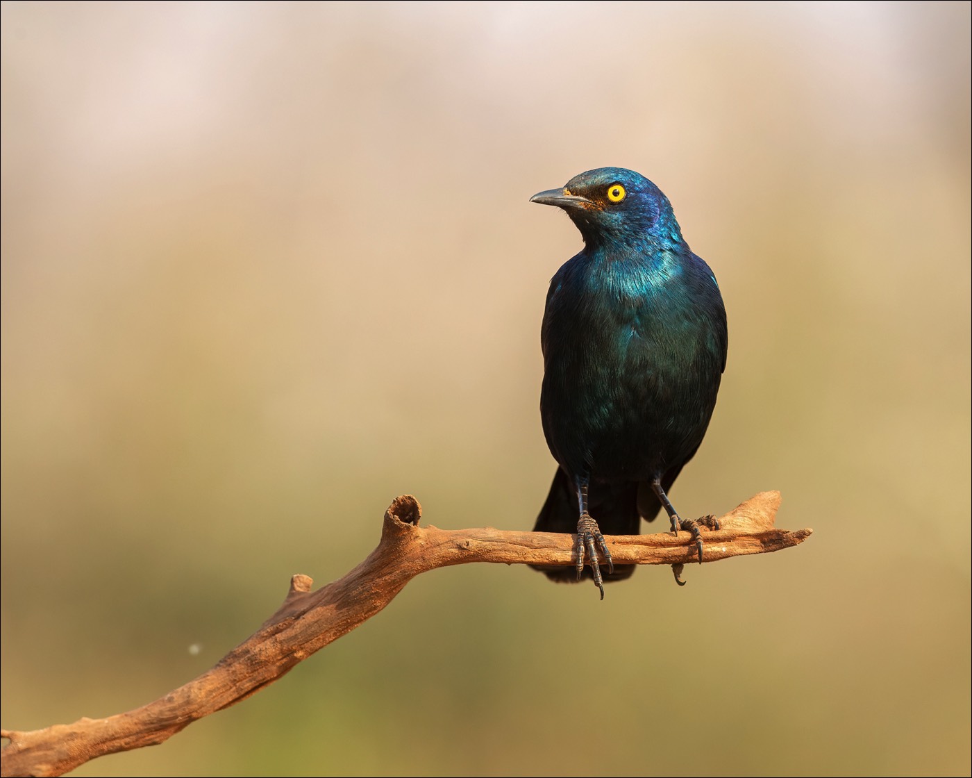 Cape Glossy Starling (Roodschouderglansspreeuw)