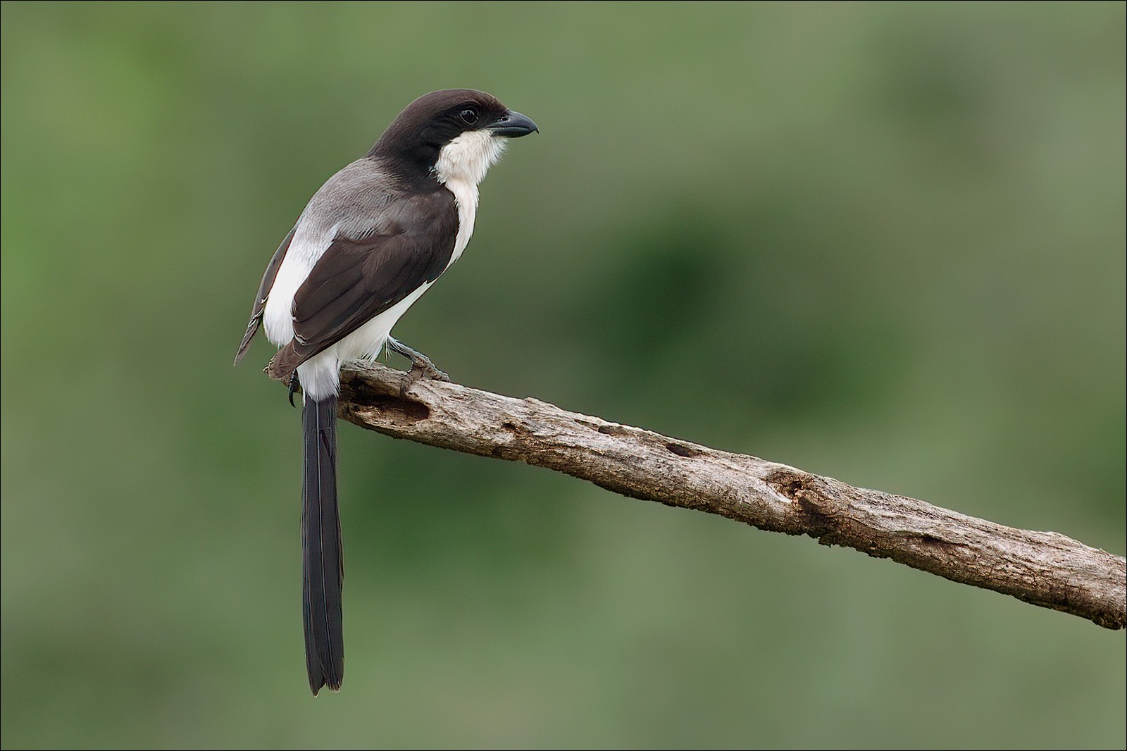 Long-tailed Fiscal (Cabanis Klapekster)